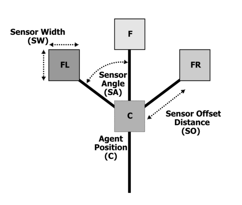 Slime agent diagram on pg. 133 of Artificial Life, Volume 16, Number 2.